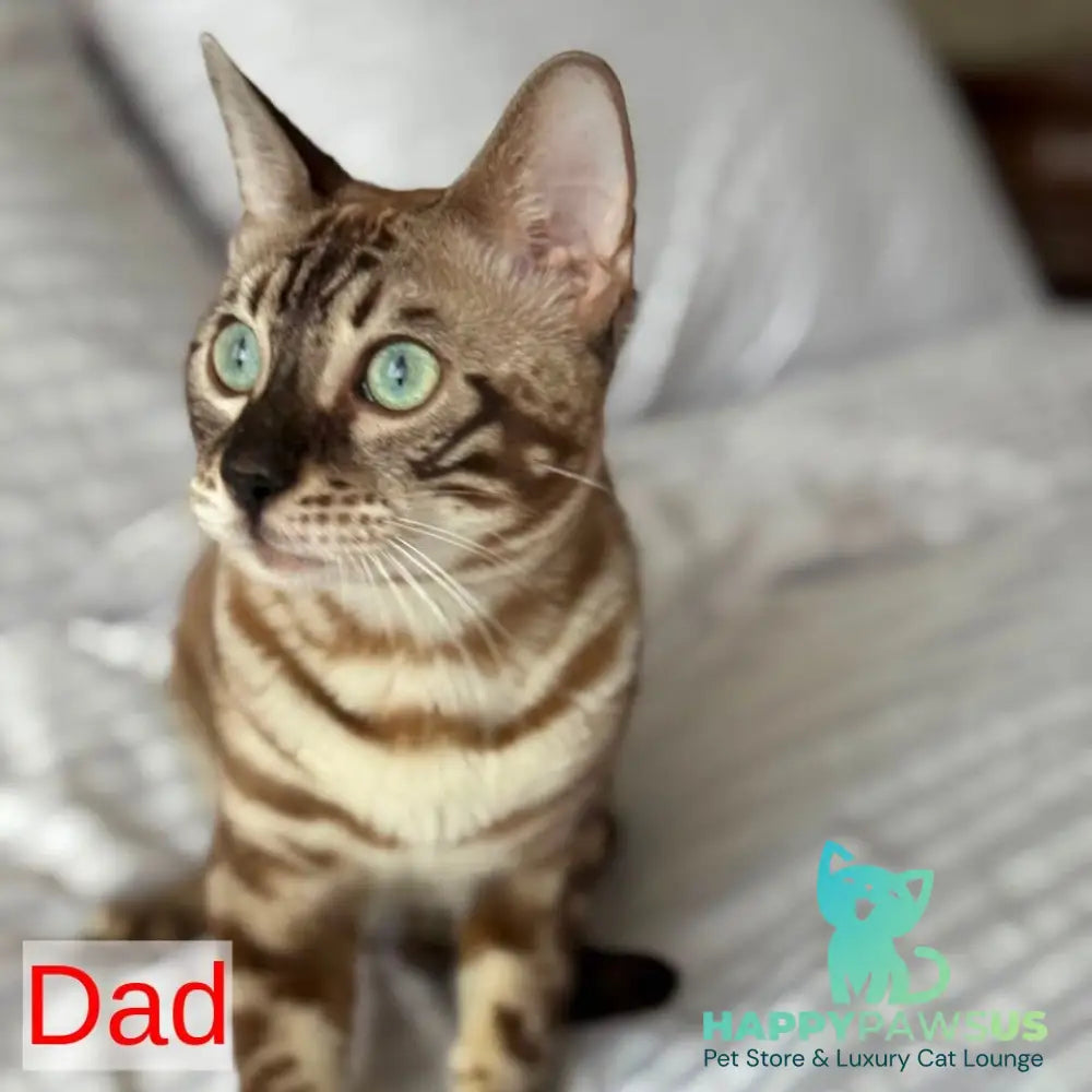 Bona Bengal female black spotted tabby - live animals
