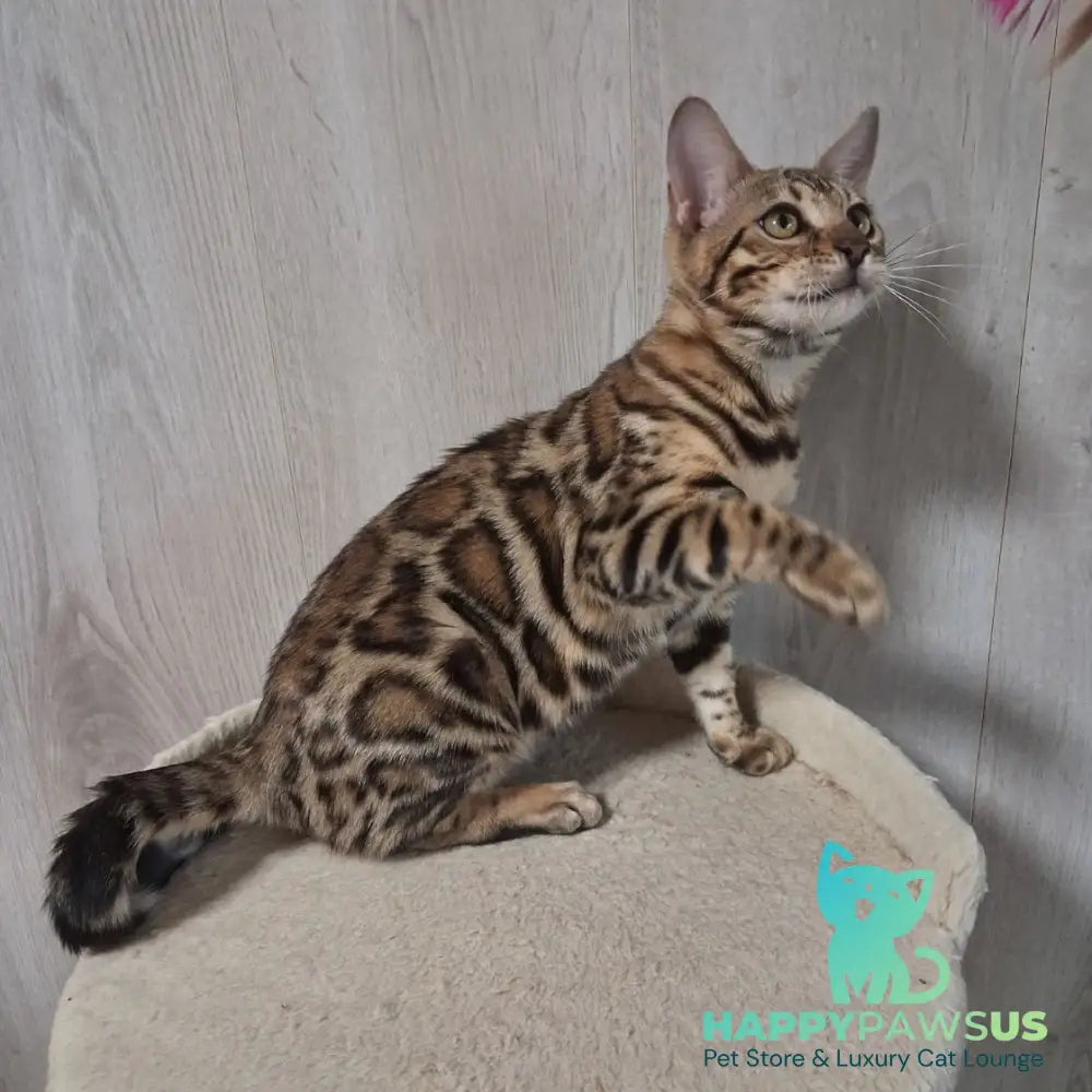 Bona Bengal female black spotted tabby - live animals
