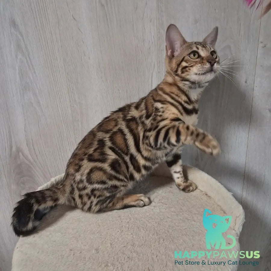 Bona Bengal female black spotted tabby - live animals
