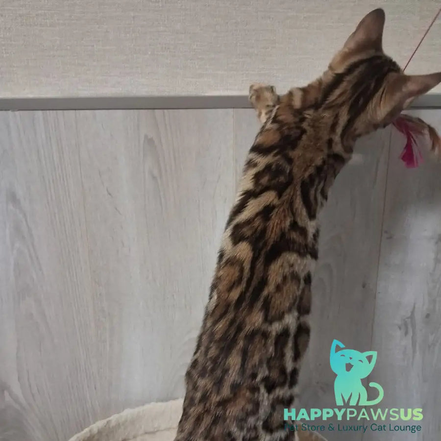 Bona Bengal female black spotted tabby - live animals