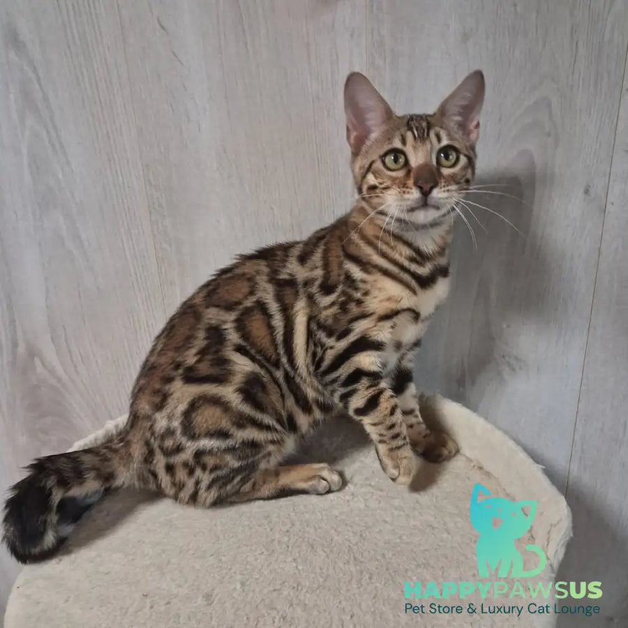 Bona Bengal female black spotted tabby - live animals