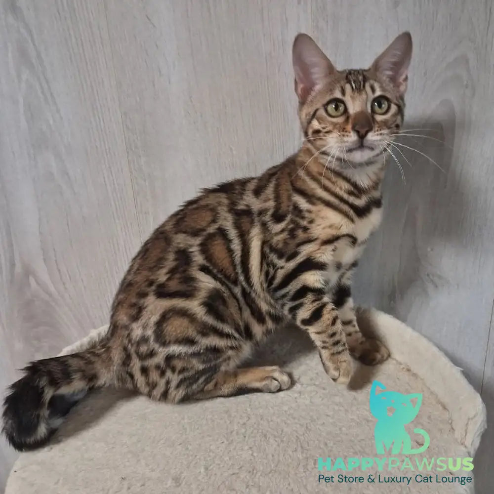 Bona Bengal female black spotted tabby - live animals