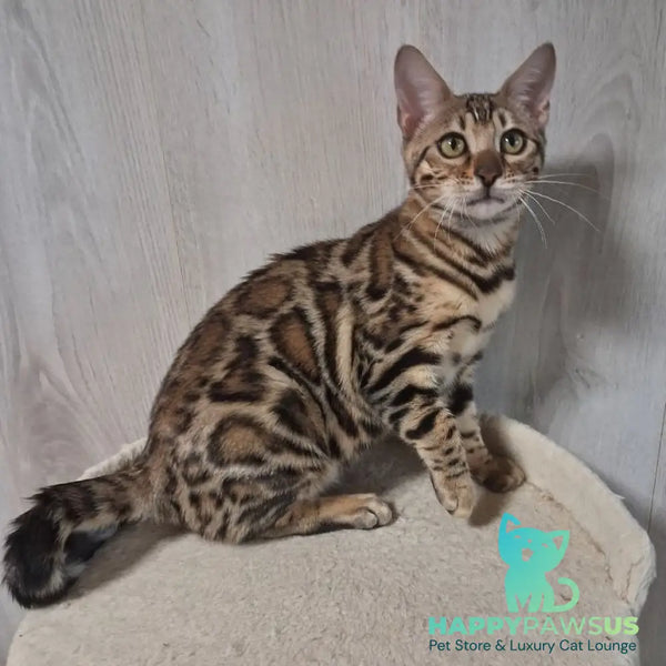 Bona Bengal female black spotted tabby - live animals