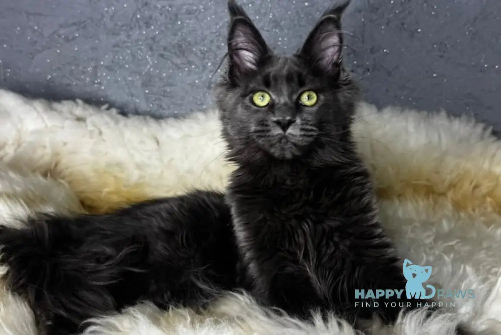 Bona Maine Coon female blue live animals