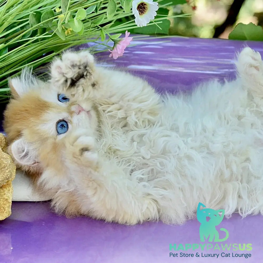 Bonbon British Longhair male black golden with white chinchilla