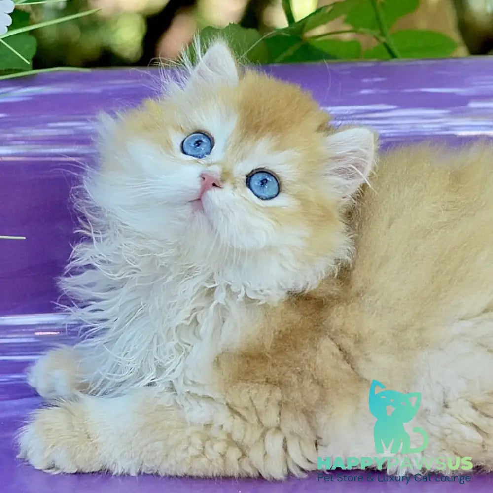 Bonbon British Longhair male black golden with white chinchilla