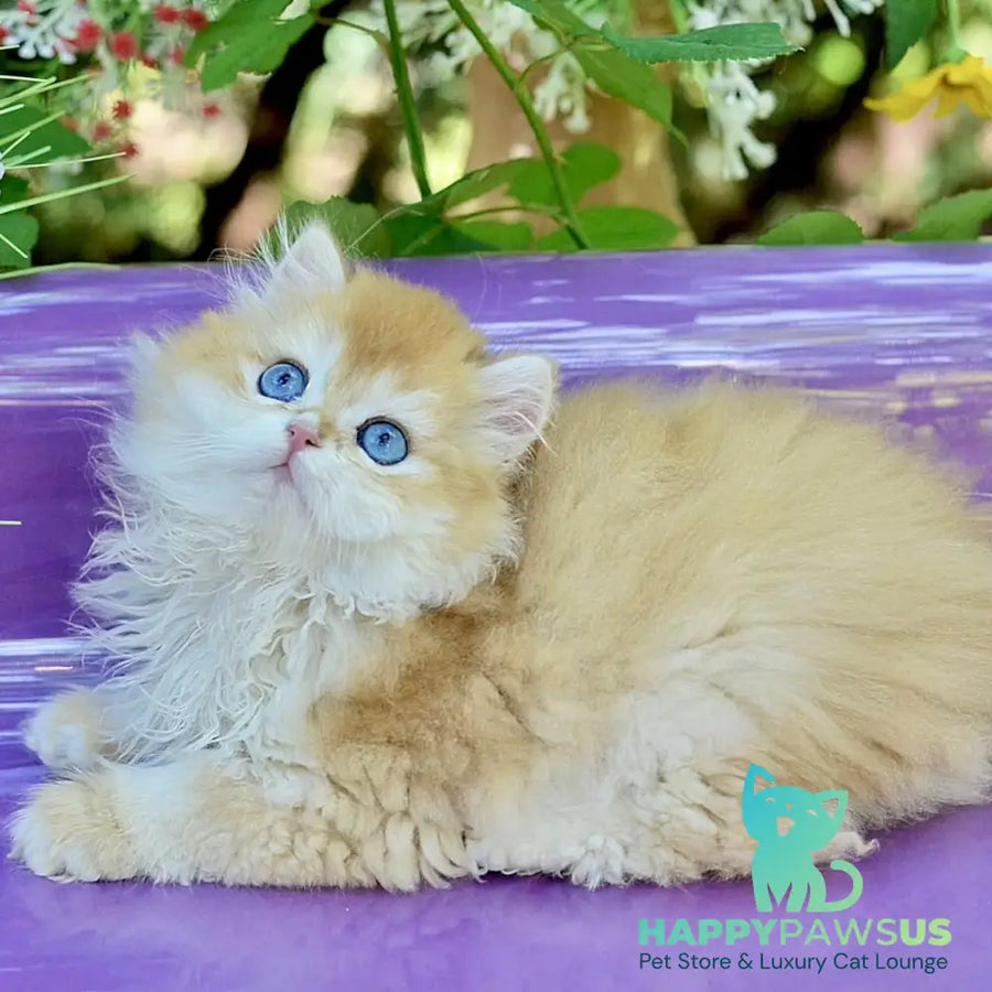 Bonbon British Longhair male black golden with white chinchilla