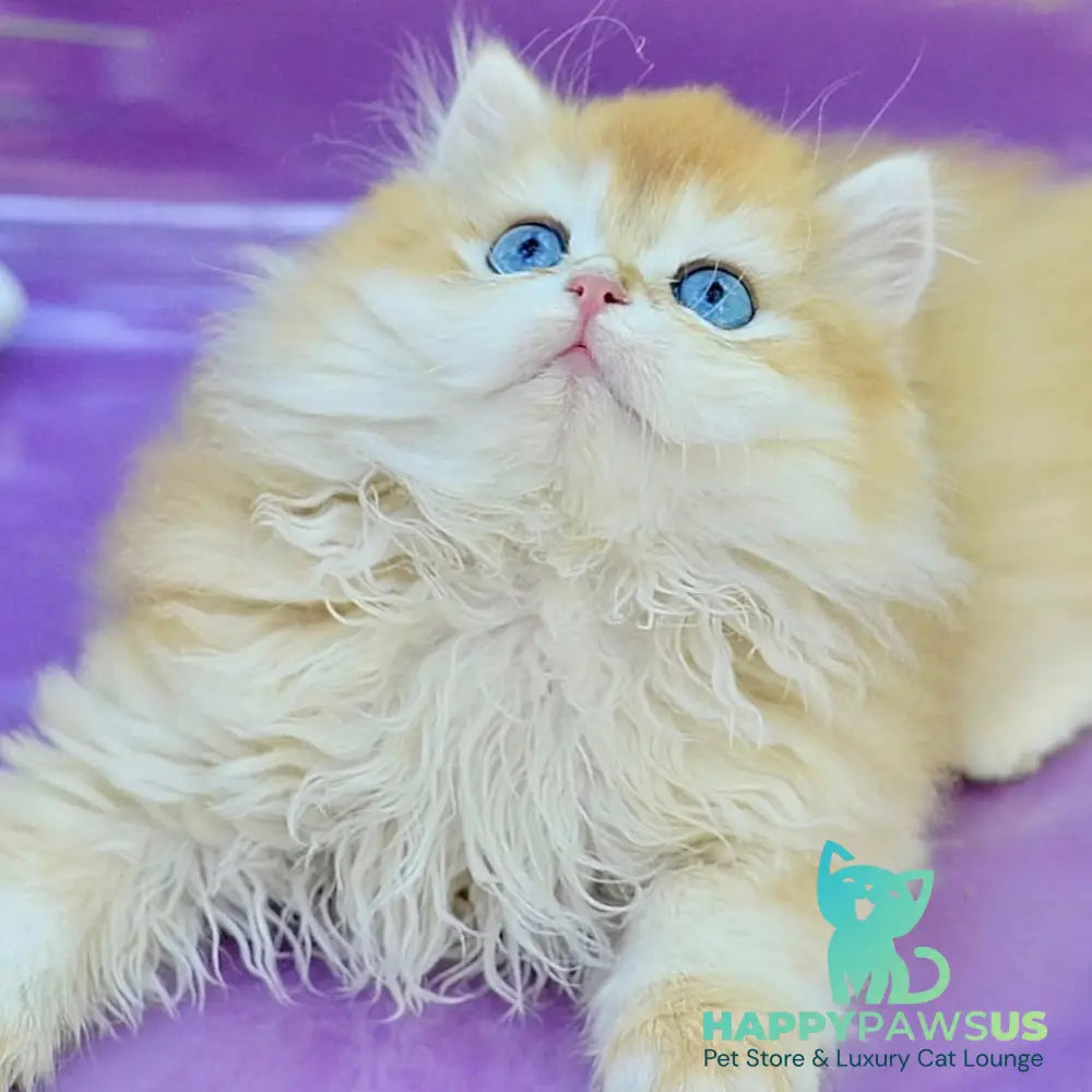 Bonbon British Longhair male black golden with white chinchilla