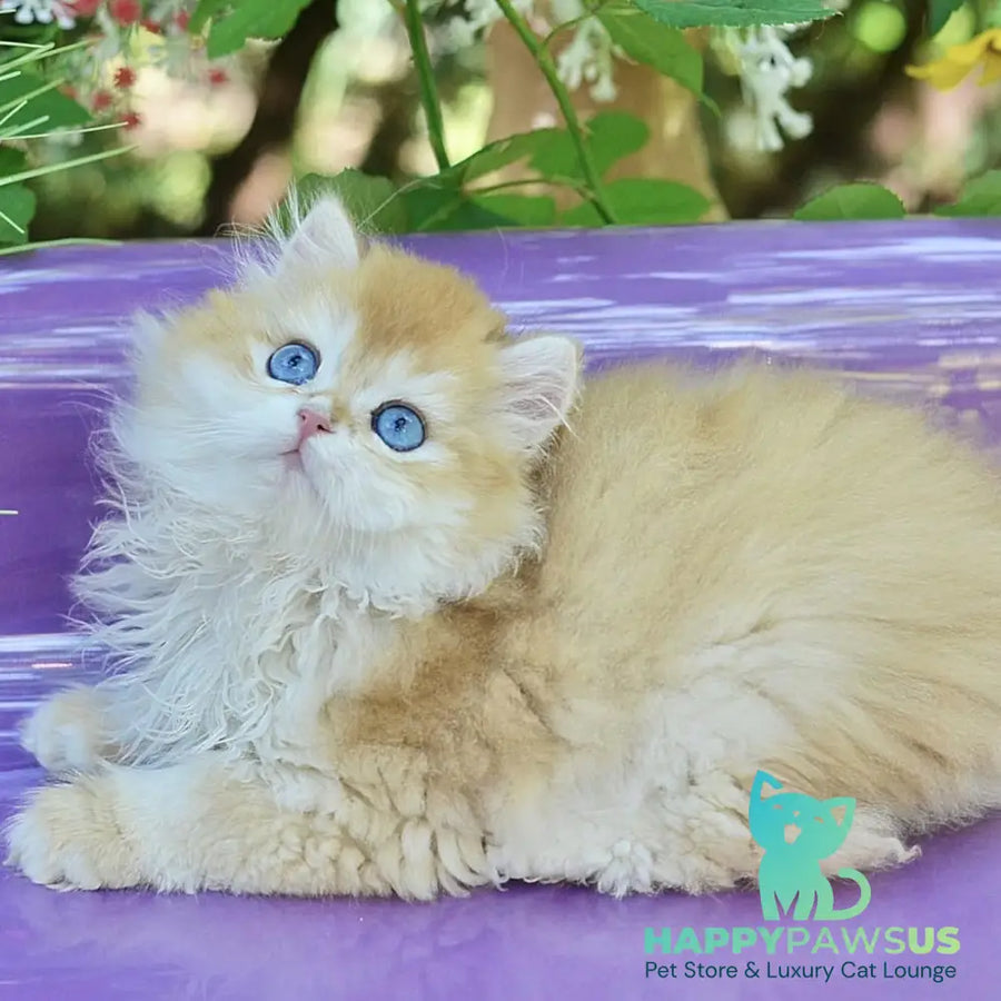 Bonbon British Longhair male black golden with white chinchilla