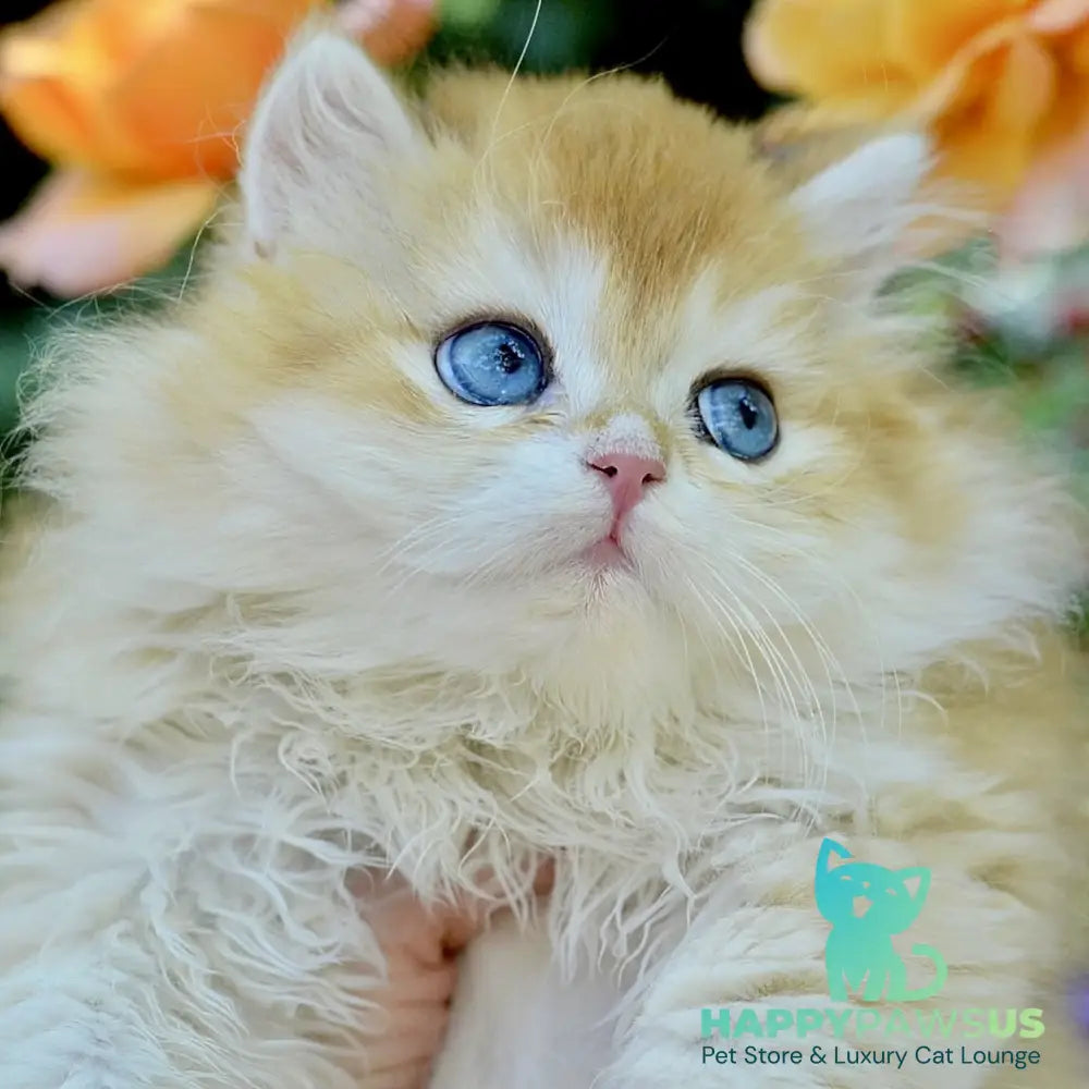 Bonbon British Longhair male black golden with white chinchilla