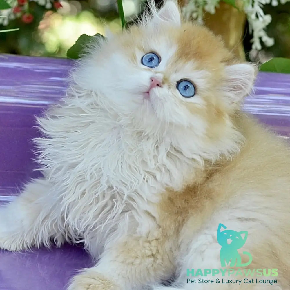 Bonbon British Longhair male black golden with white chinchilla
