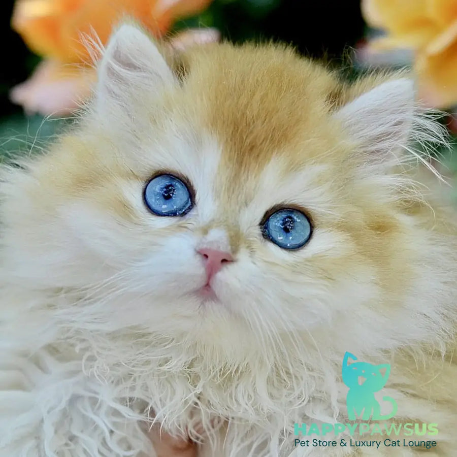 Bonbon British Longhair male black golden with white chinchilla