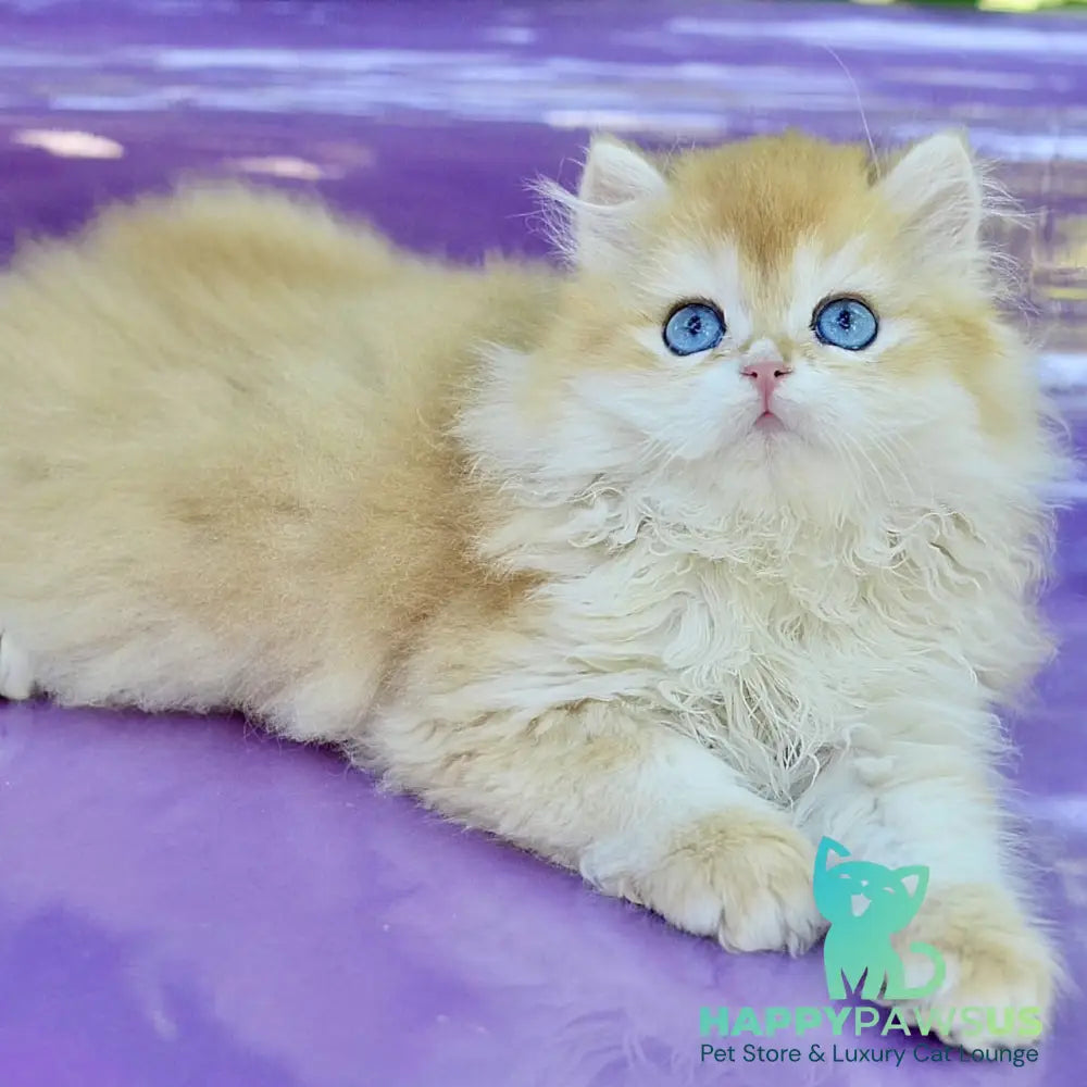Bonbon British Longhair male black golden with white chinchilla