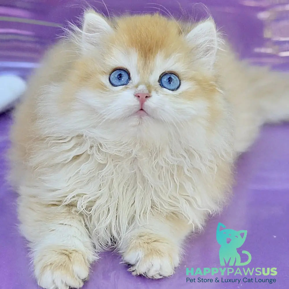 Bonbon British Longhair male black golden with white chinchilla
