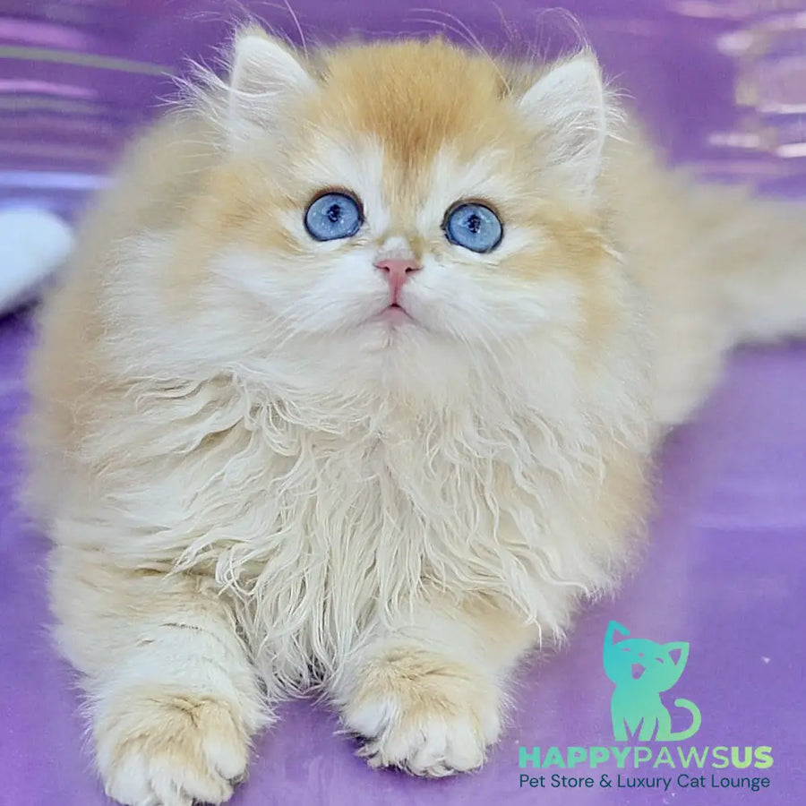 Bonbon British Longhair male black golden with white chinchilla