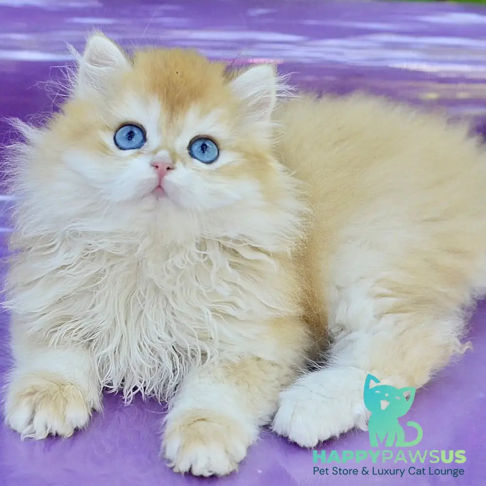 Bonbon British Longhair male black golden with white chinchilla