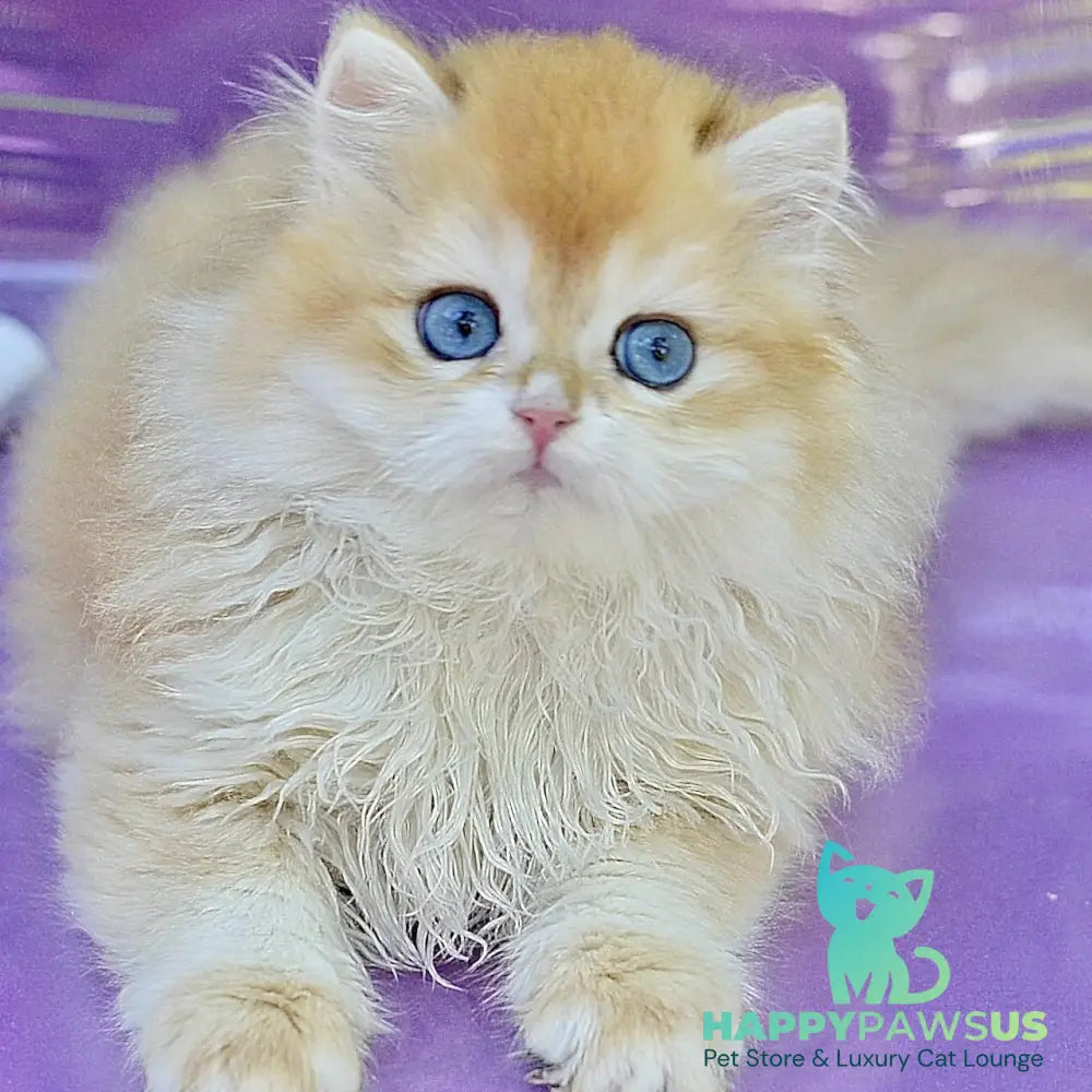 Bonbon British Longhair male black golden with white chinchilla