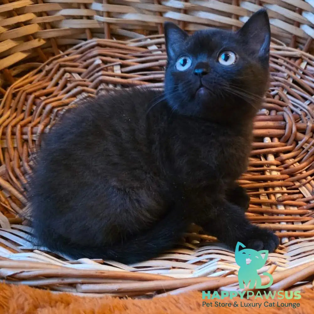 Bond British Shorthair male black - live animals