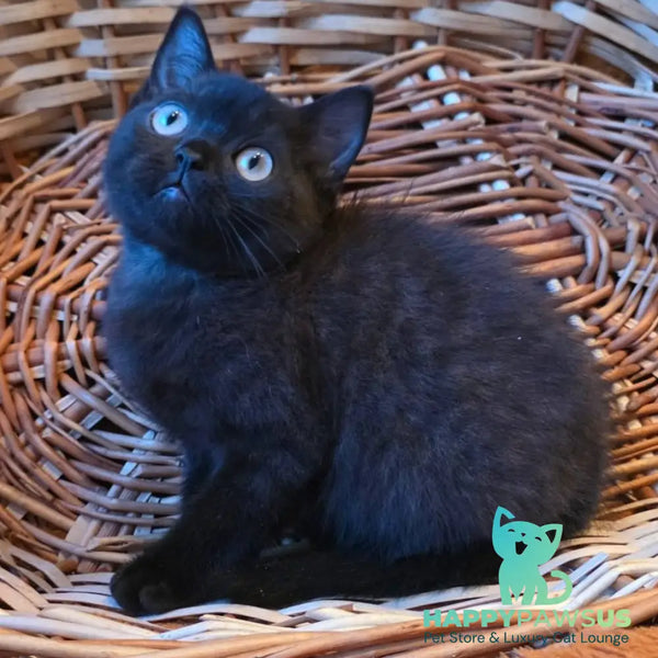 Bond British Shorthair male black - live animals