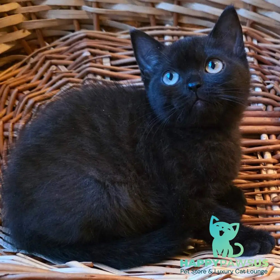 Bond British Shorthair male black - live animals