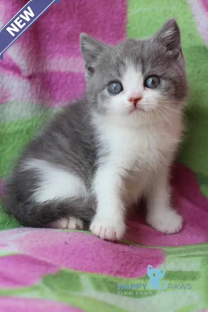 Bond British Shorthair male silver bicolour live animals