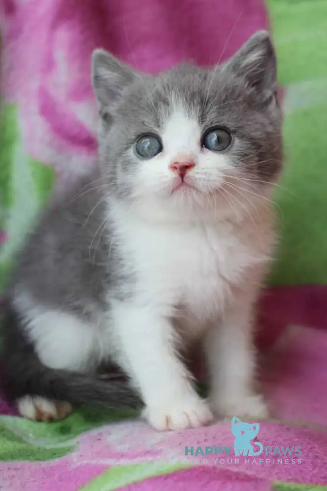 Bond British Shorthair male silver bicolour live animals