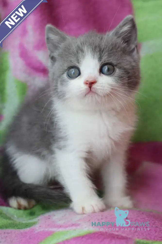 Bond British Shorthair male silver bicolour live animals