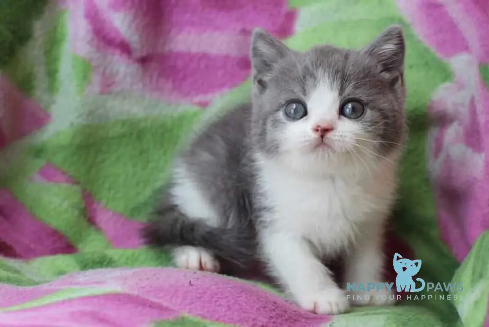 Bond British Shorthair male silver bicolour live animals