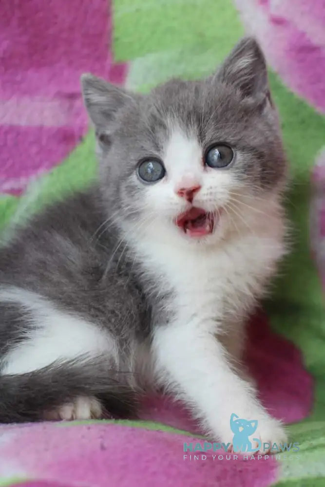 Bond British Shorthair male silver bicolour live animals