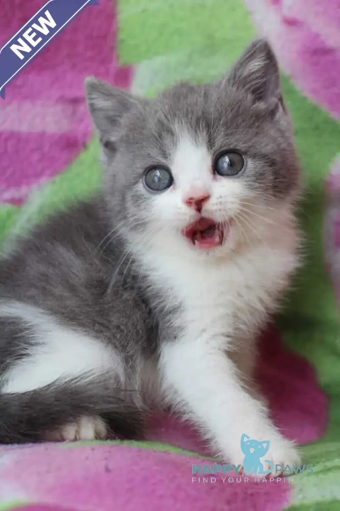 Bond British Shorthair male silver bicolour live animals