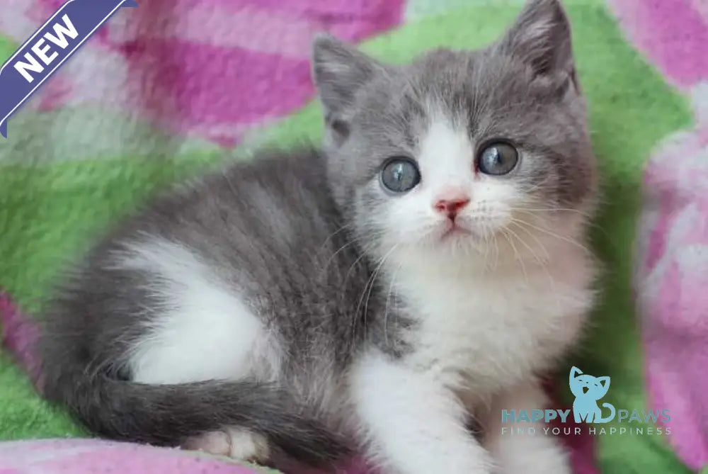 Bond British Shorthair male silver bicolour live animals