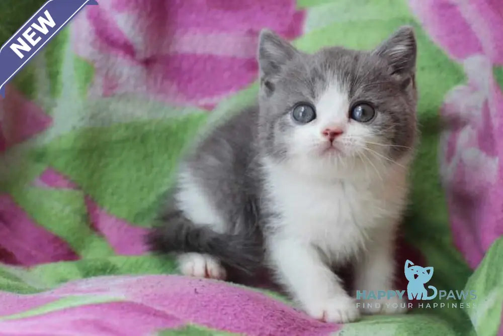 Bond British Shorthair male silver bicolour live animals