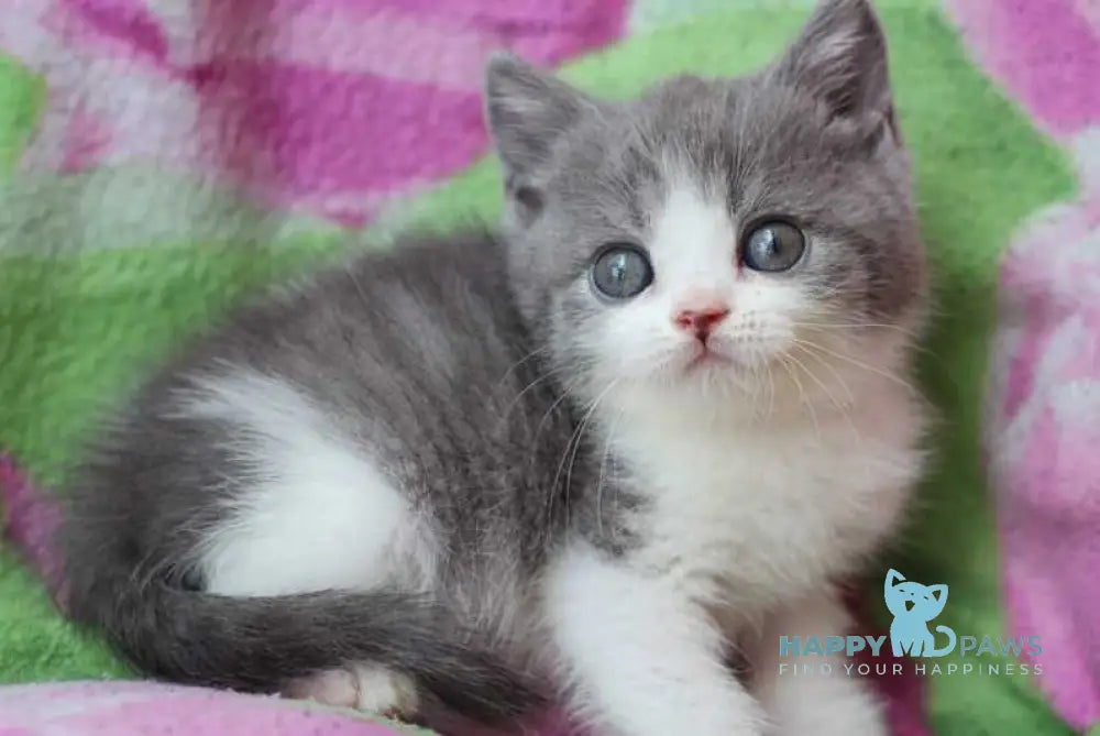Bond British Shorthair male silver bicolour live animals