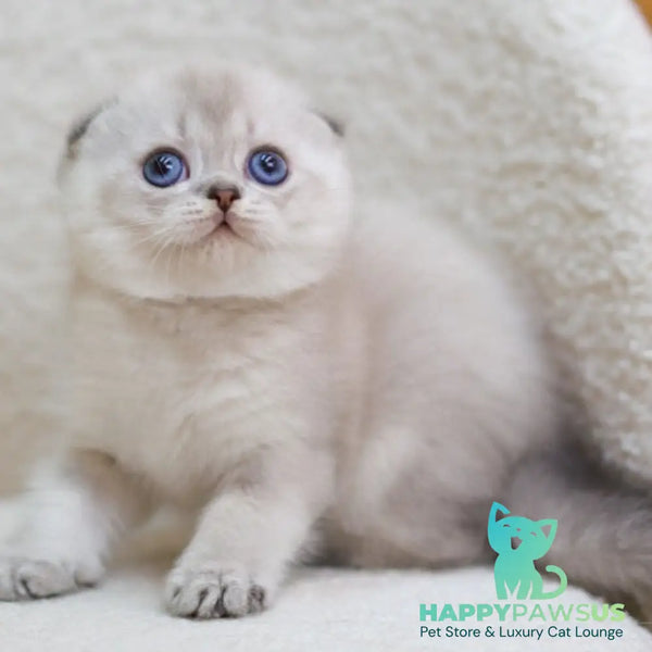 Bond Scottish Fold male blue ticked tabby pointed - live animals