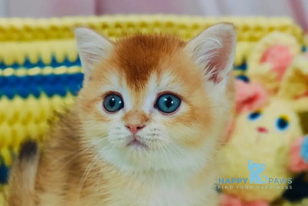 Bond Scottish Straight male chocolate golden chinchilla live animals