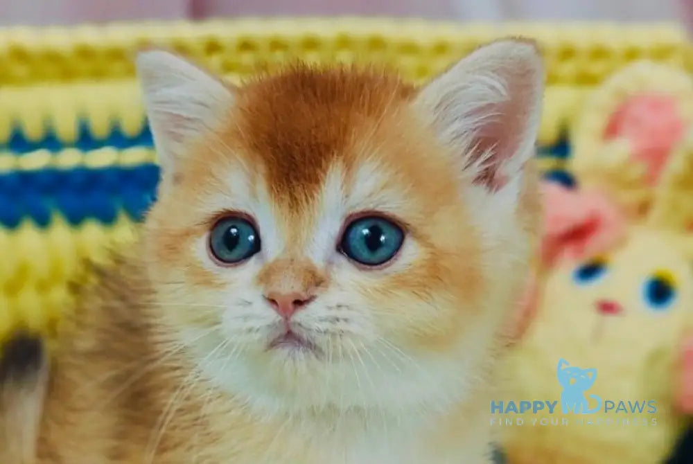 Bond Scottish Straight male chocolate golden chinchilla live animals