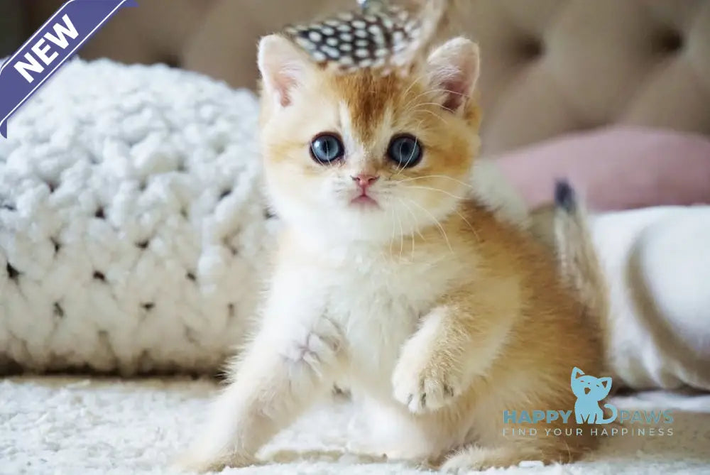 Bonie British Shorthair female black golden shaded live animals