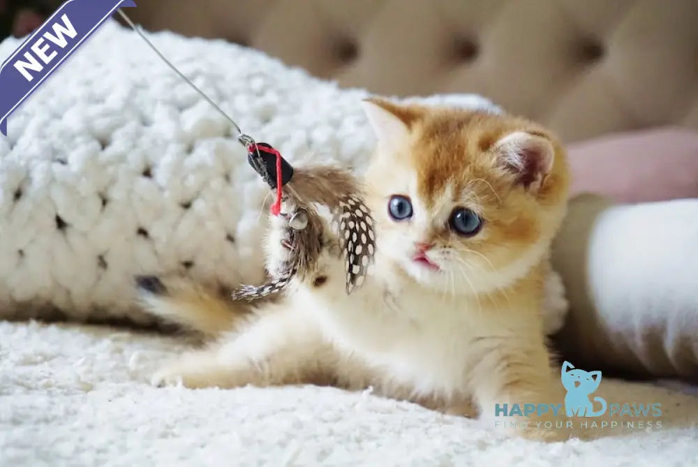 Bonie British Shorthair female black golden shaded live animals