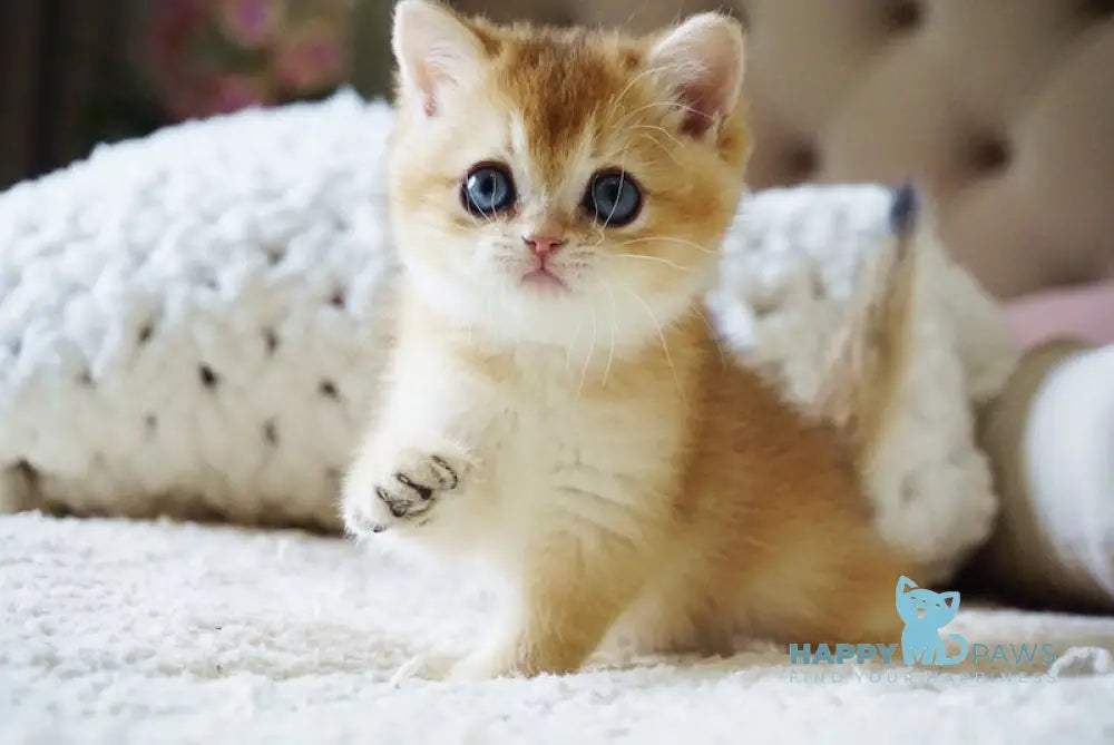 Bonie British Shorthair female black golden shaded live animals