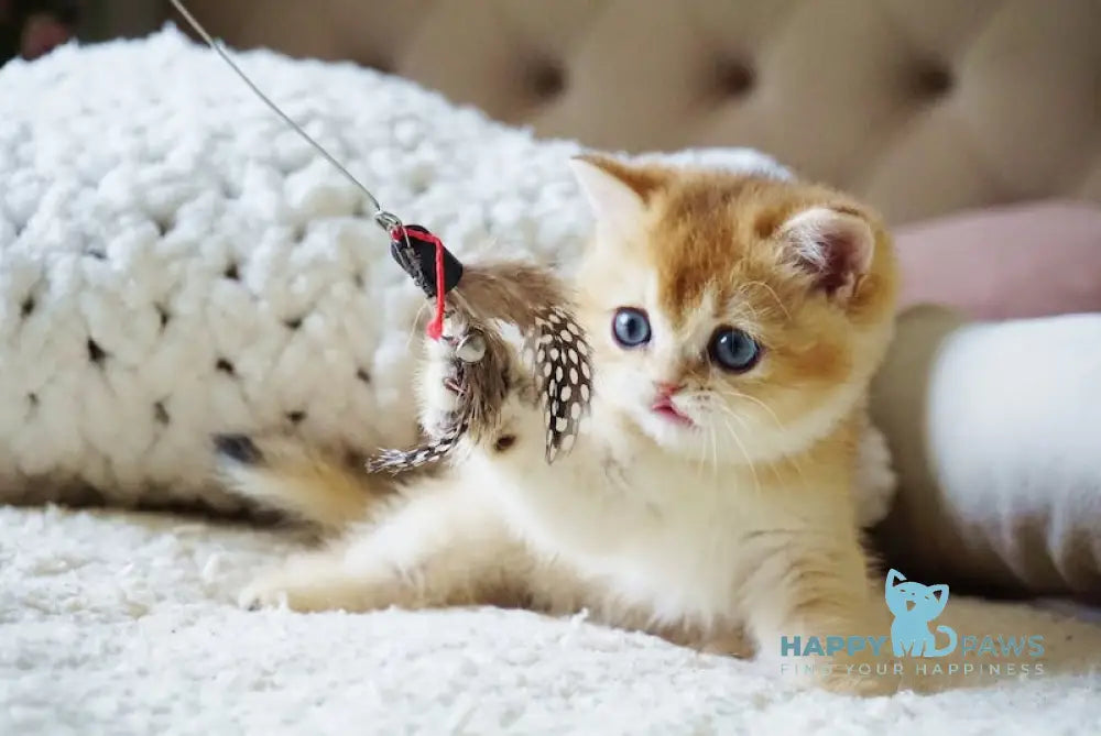 Bonie British Shorthair female black golden shaded live animals