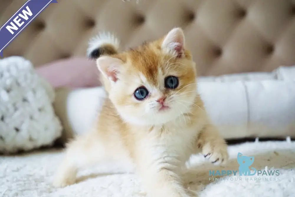 Bonie British Shorthair female black golden shaded live animals