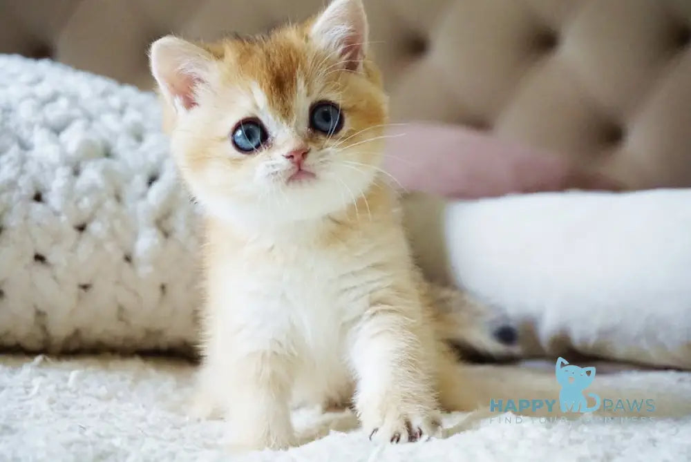 Bonie British Shorthair female black golden shaded live animals