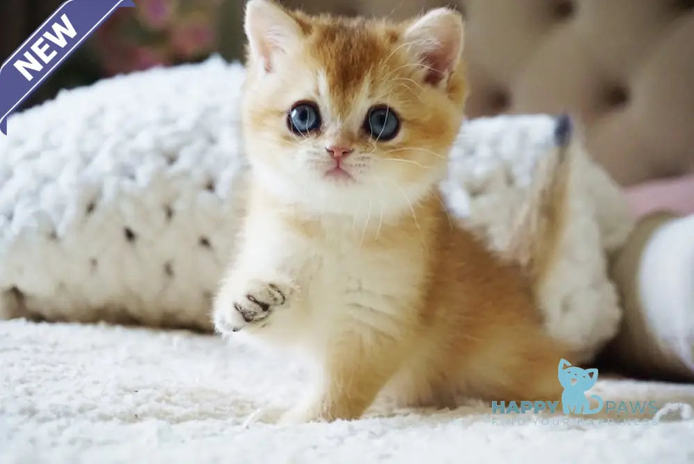 Bonie British Shorthair female black golden shaded live animals