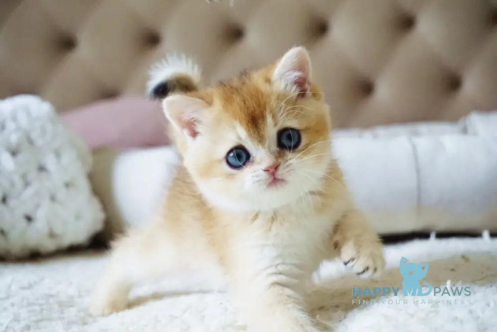 Bonie British Shorthair female black golden shaded live animals