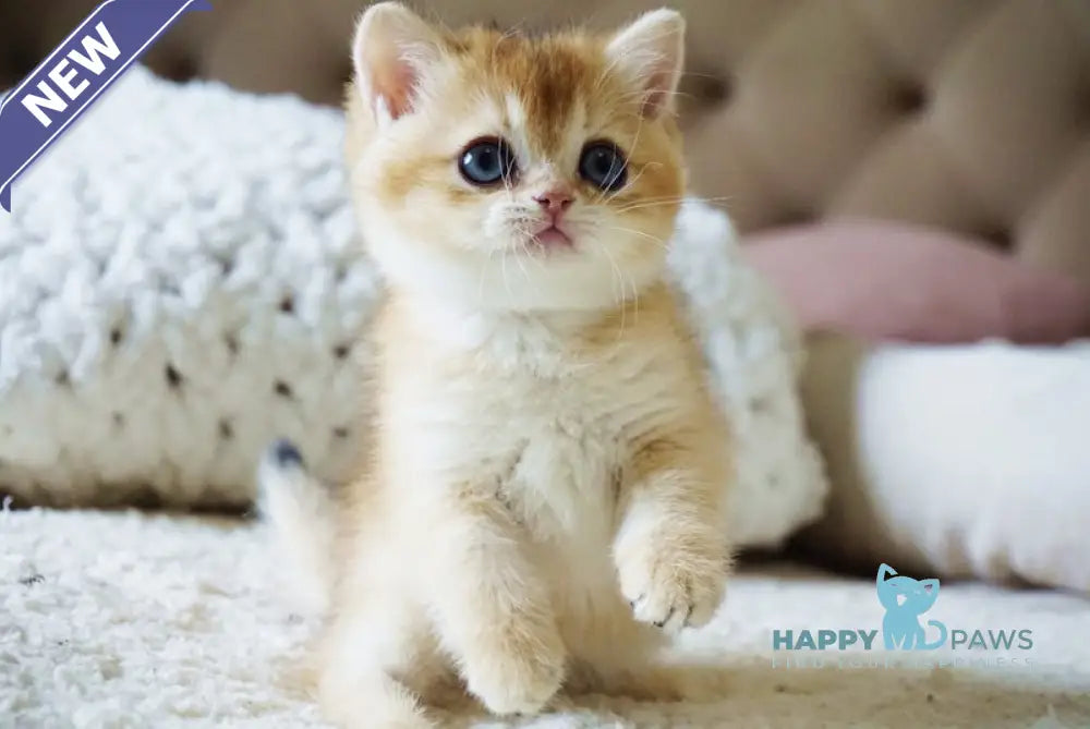 Bonie British Shorthair female black golden shaded live animals