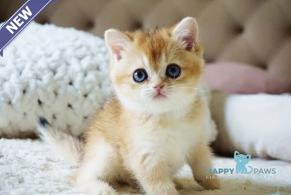 Bonie British Shorthair female black golden shaded live animals