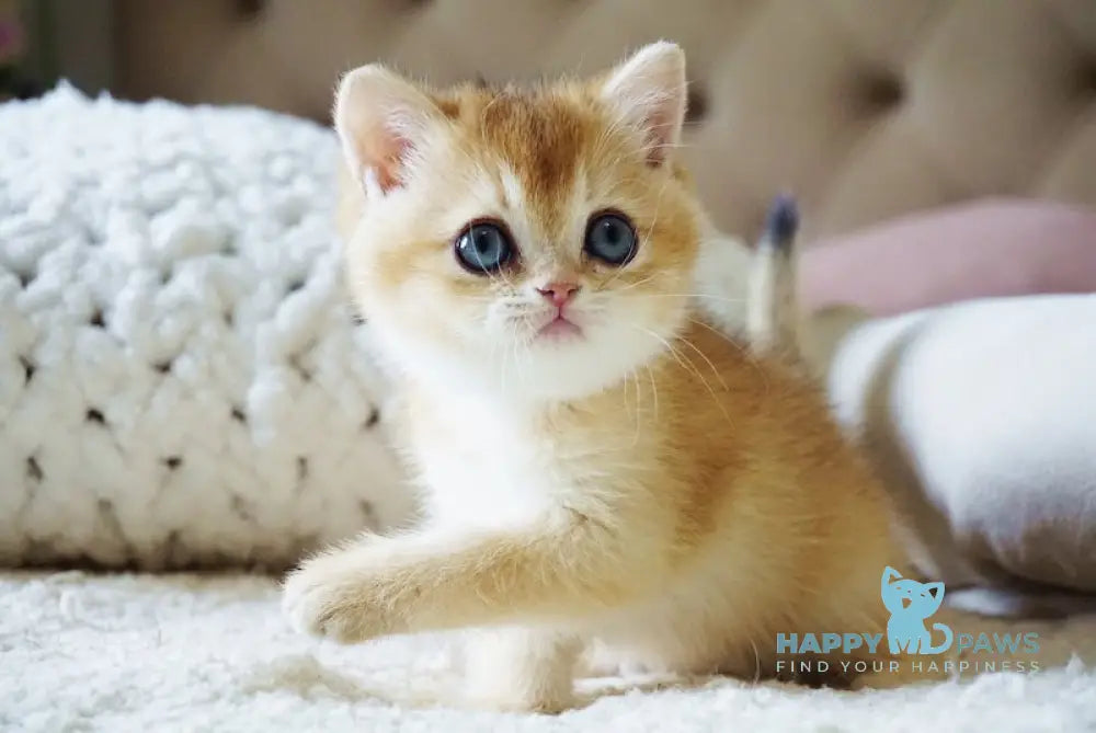 Bonie British Shorthair female black golden shaded live animals