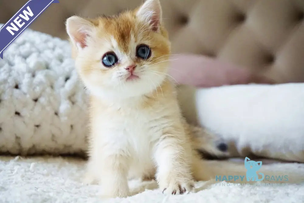 Bonie British Shorthair female black golden shaded live animals