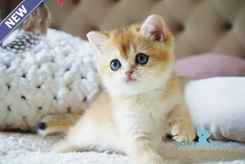 Bonie British Shorthair female black golden shaded live animals