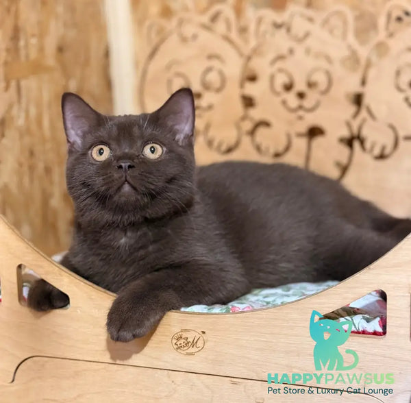 Boniface British Shorthair male chocolate - live animals